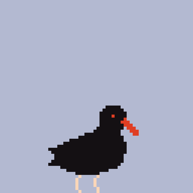 Black oystercatcher (2-bit)